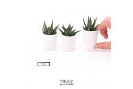 Arrangementen succulenten TRULY Succulent, White pot minipp 1 pp