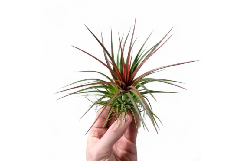 Tillandsia Tillandsia Rainforest Red Large1 bl. 