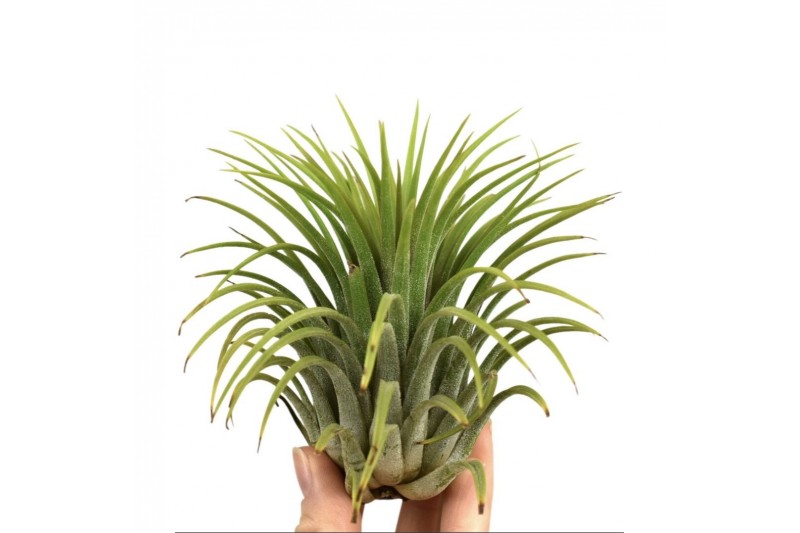 Tillandsia Tillandsia ionantha groen xxxl1 bl. 