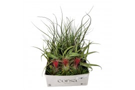 Tillandsia Tillandsia CS mix x151 bl.
