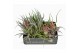 Tillandsia Tillandsia CS mix x151 bl. 