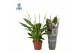 Spathiphyllum torelli 3+ - Air So Pure 