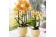 Phalaenopsis elegant cascade Kolibri Orchids Cascade Niagara fall Sunn 