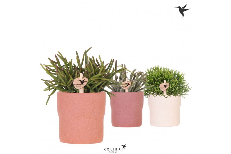Rhipsalis mix Kolibri Greens Rhipsalis mix in Rustic pot terracotta mi 