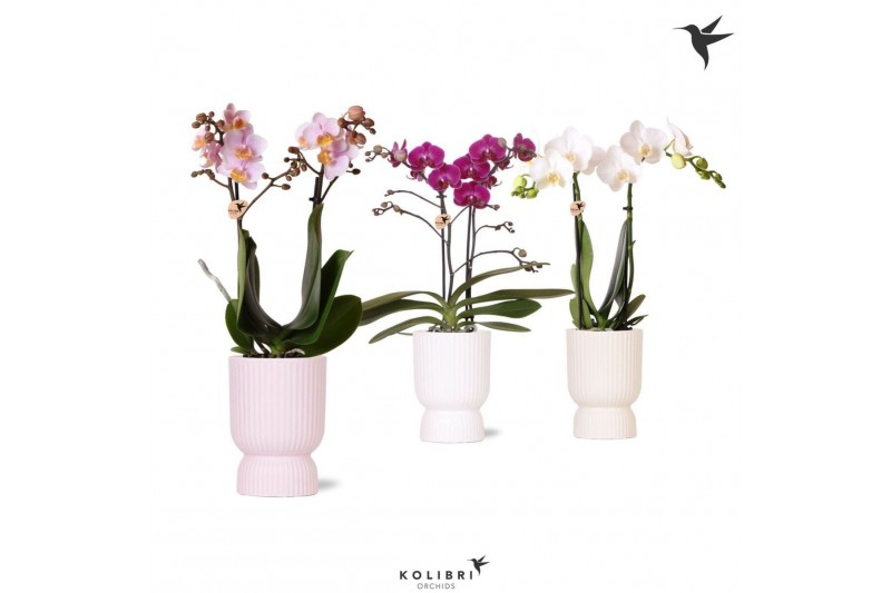 Phalaenopsis mix Kolibri Orchids Phalaenopsis mix 2 spike in Diabolo p 