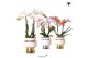 Phalaenopsis mix Kolibri Orchids Phalaenopsis mix 2 spike in Le Chic p 