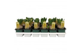 Hyacinthus yellowstone Hyacinthus orientalis Yellowstone 35 bl. 1 per 