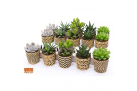 Succulenten mix Succulent mix in Havana 7