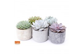 Echeveria mix Echeveria mix in Toledo 14