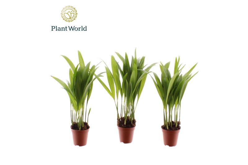 Dypsis lutescens Tiny Pammy (Areca) 8 pp 