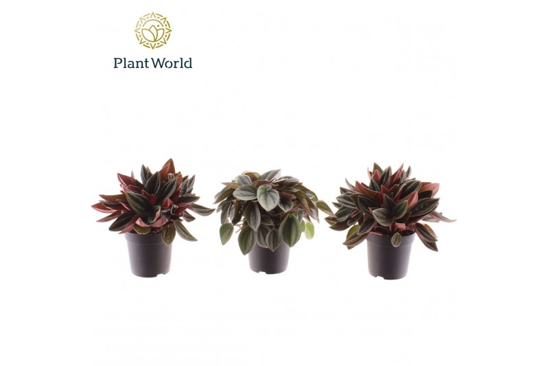 Peperomia mix Peperomia gemengd 7 cm 1 pp 