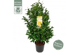 Camelia x williamsii jurys yellow Camellia wil. Jurys Yellow50 bl.