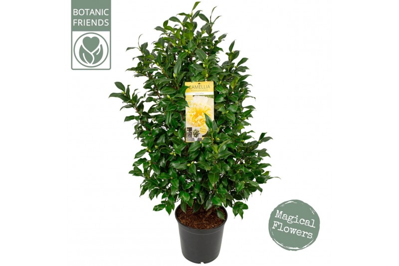 Camelia x williamsii jurys yellow Camellia wil. Jurys Yellow50 bl. 