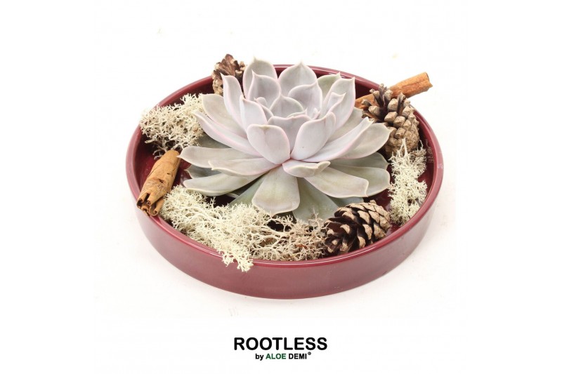 Arrangementen succulenten ROOTLESS Echeveria autumn, burgundy red bowl 
