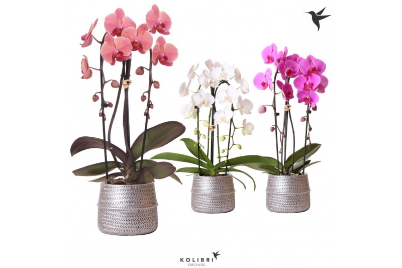 Phalaenopsis elegant cascade Kolibri Orchids Niagara fall 2spike Groov 