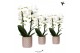 Phalaenopsis elegant cascade Kolibri Orchids Niagara fall white 2 spik 