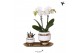 Phalaenopsis Kolibri Gift Set small Le Chic gold2 pp 16 bl. 2 tak/plnt 