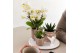 Phalaenopsis Kolibri Gift Set Slow Living3 pp 24 bl. 3 tak/plnt 