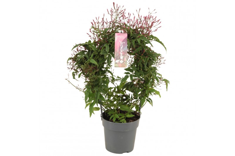 Jasminum polyanthum (roze) Jasminum Passion Dark Pink boog 300 knop p1 
