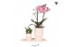 Phalaenopsis Kolibri Gift Set small Travertine2 pp 16 bl. 2 tak/plnt 