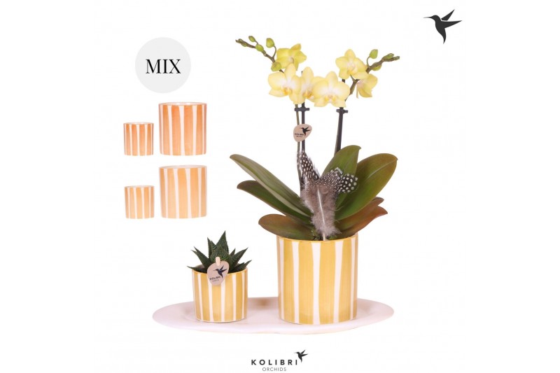 Phalaenopsis Kolibri Gift Set small Easter2 pp 2 tak/plnt 16 bl. 