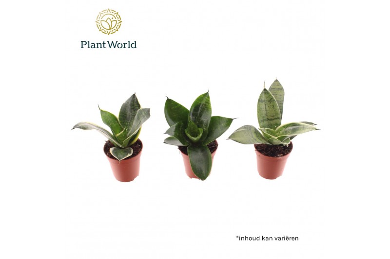 Sansevieria trifasciata Tiny Sanny mix (Sansevieria) 