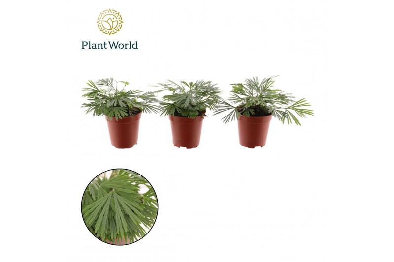 Varens Tiny Actiniopteris australis 