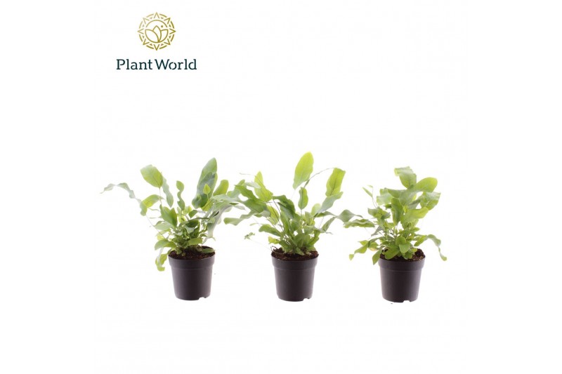 Phlebodium blue star Phlebodium Blue Star 7 cm 