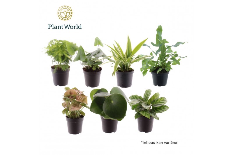 Kamerplanten mix Keen on Green mix Florida 7 cm 1 pp 