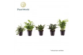 Kamerplanten mix Keen on Green Texas mix 7 cm 1 pp