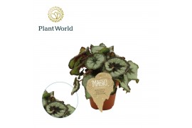 Begonia blad Begonia rex Prinsess Hanover 3 pp