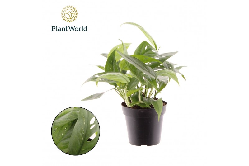 Epipremnum pinnatum cebu blue Epipremnum Cebu Blue 2 pp 