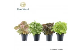 Syngonium mix Syngonium gemengd 1 pp