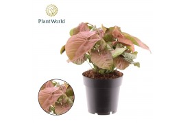 Syngonium red heart Syngonium Red Heart 1 pp