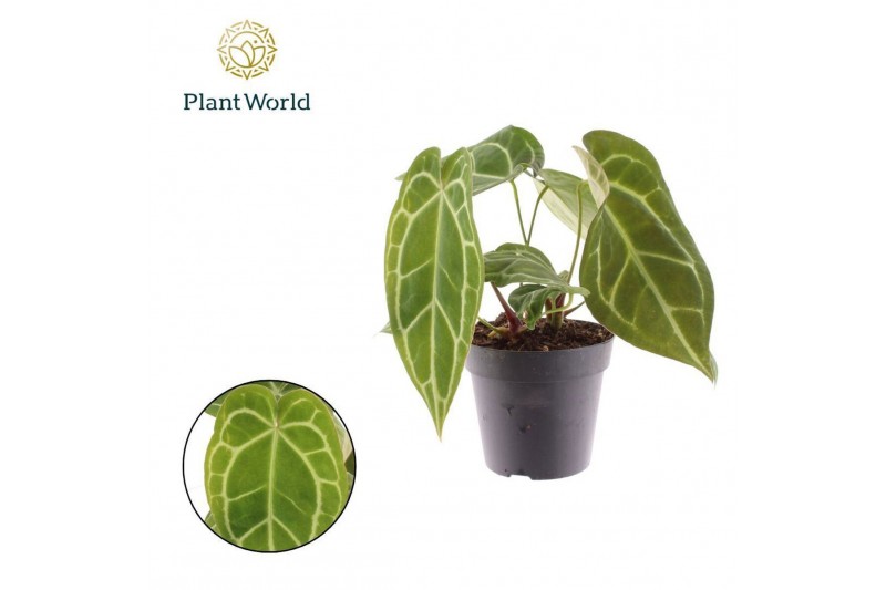 Anthurium Anthurium Chrystalinnum 1 bl. 