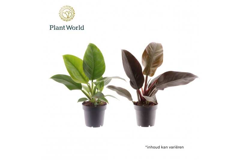 Philodendron Philodendron mix Imperial Green & Red 1 pp 