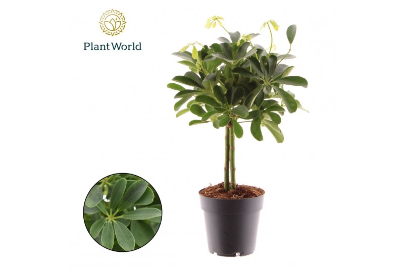 Schefflera arboricola nora Schefflera Compacta (Nora) op stam 2 pp 