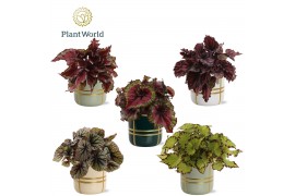 Begonia blad rex mix Begonia rex Magic Colours in pot Lauri 3 pp