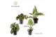 Kamerplanten mix Groenmix Island Saver 1 pp 