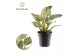 Philodendron birkin Philodendron Birkin / New Wave 1 pp 