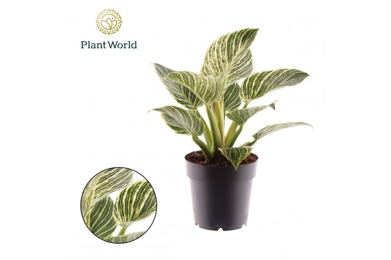 Philodendron birkin Philodendron Birkin / New Wave 1 pp 