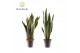 Sansevieria trifasciata Sansevieria gemengd 2 soorten 8 pp 