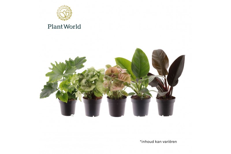 Kamerplanten mix Groenmix (diverse soorten) 3 pp 