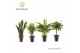 Kamerplanten mix Groenmix Jamaica (diverse soorten) 2 pp 