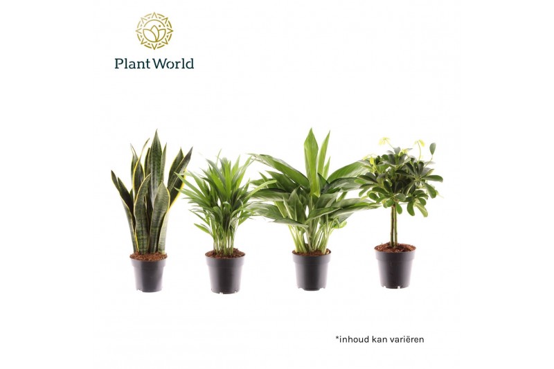 Kamerplanten mix Groenmix Jamaica (diverse soorten) 2 pp 