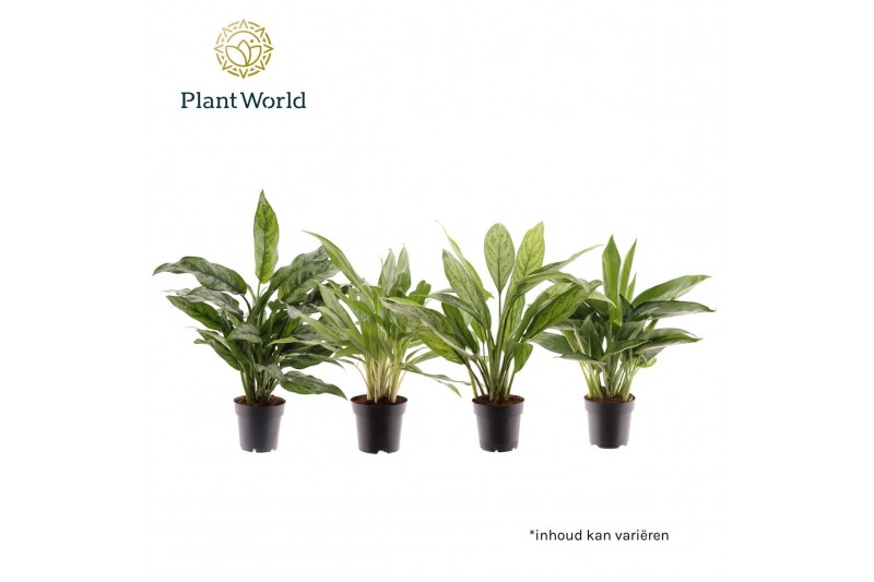 Aglaonema mix Aglaonema gemengd 2 pp 