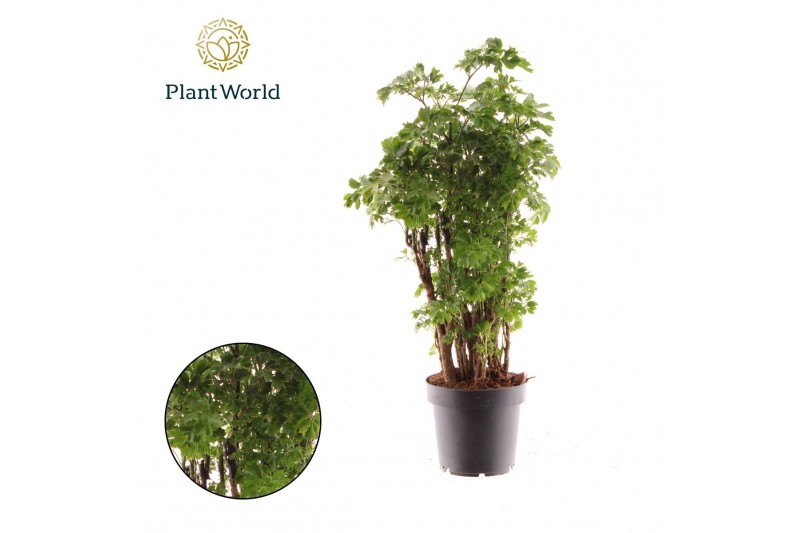 Polycias roble Polyscias Roble 1 pp 