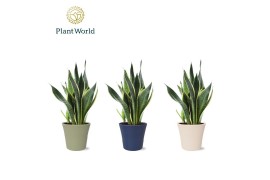 Sansevieria trifasciata futura superba Sansevieria (Superba) in pot Co