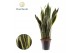 Sansevieria trifasciata laurentii Sansevieria Laurentii XL 3 pp 