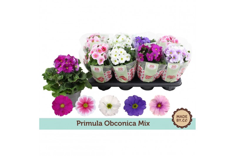 Primula obconica touch me mix Primula Obconica Mix3 tak/plnt 